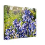The Violet Bells Canvas (27 x 35 Cm / 11 x 14 inches)